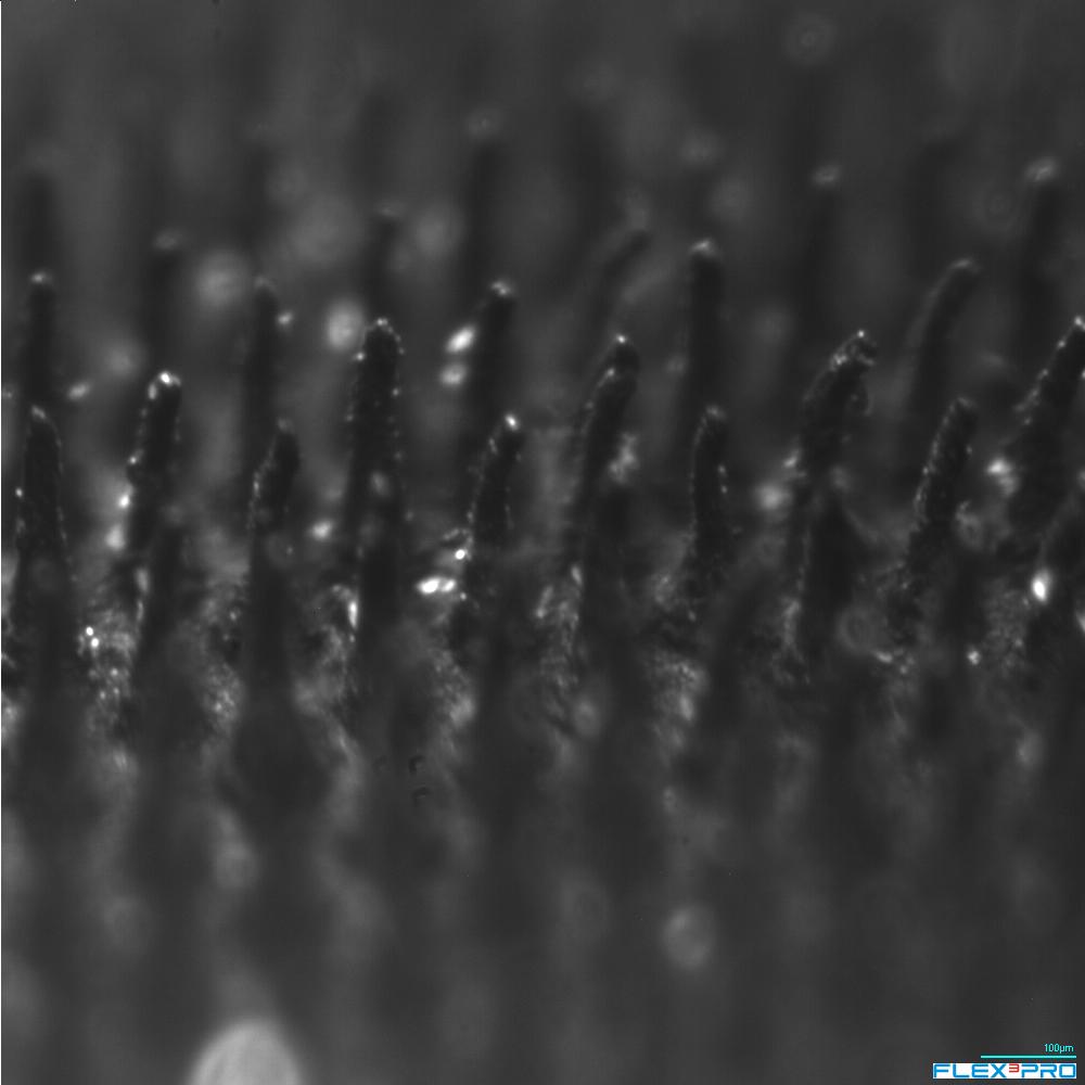 Flexo - dv_immagine_5% - dvoptic.com